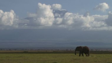 Kilimanjaro arka planda kamerayla arasında geçen bir fil