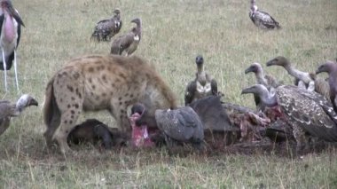 Sırtlan ve birçok leş yiyiciler wildebeest yemeği paylaşmak
