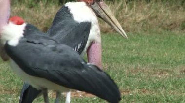 Onun çantası asılı gösterilen marabut leylek