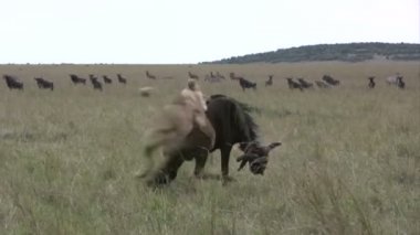  İki lionesses ustalıkla kolayca manda getirmek için birleştirir.