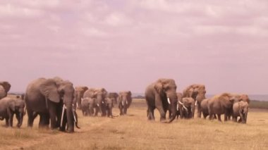  Pek çok filler Amboseli bataklık için başlık