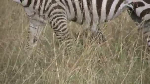 Zebra Large Tumor Swelling Stomach — Stock Video