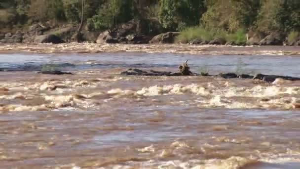 Збільшення Закрученої Річки Мара Масаї Мара — стокове відео