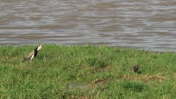 Een Boze Impuls Gevleugelde Plover Achtervolgingen Weg Een Geschilderde Watersnip — Stockvideo