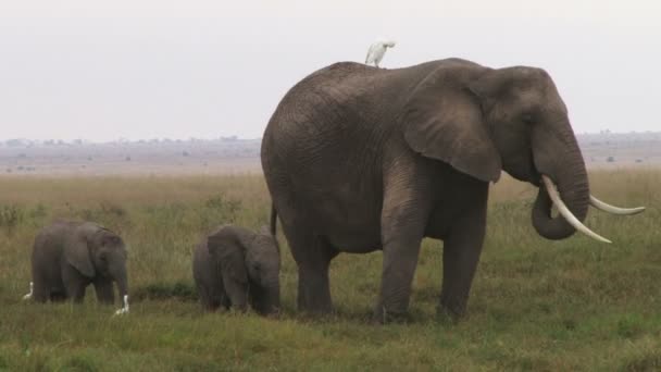 一对双胞胎的大象妈妈 — 图库视频影像
