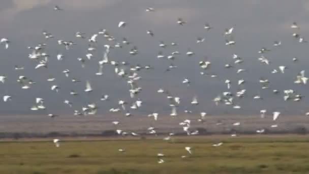 Kuhreiher Fliegen Elefanten Davon Und Kehren Wieder — Stockvideo