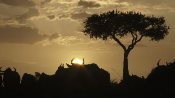 Close Wildebeests Sunset — Stock Video