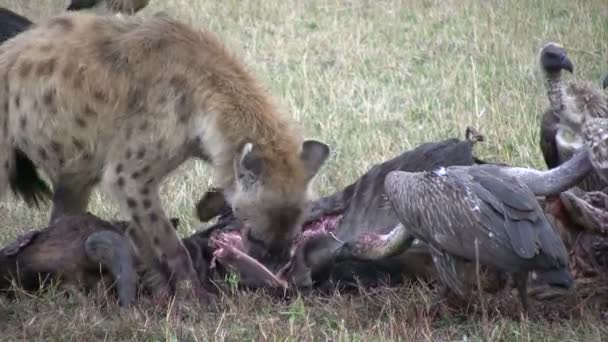 Närbild Hyenor Dela Måltid Med Asätare — Stockvideo