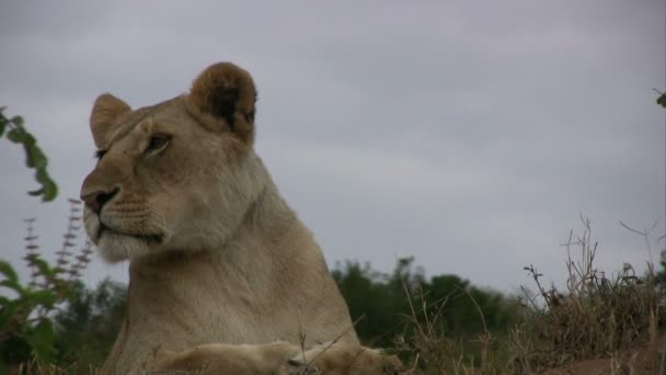 Extrême Gros Plan Lion Bâillant Tournant Tête — Video