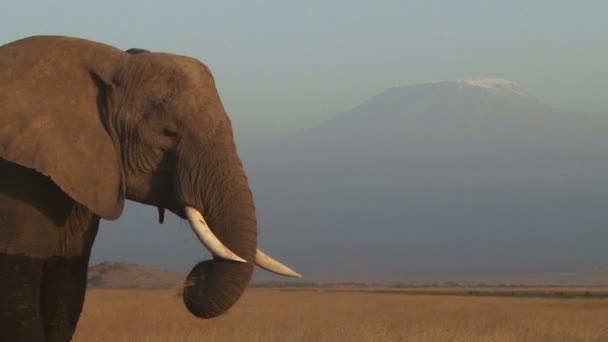 背景の山と牛ゾウの牙の極端にクローズ アップ — ストック動画