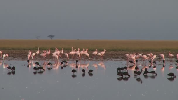 Flamingos Glossy Ibises Eating Together — Stock Video