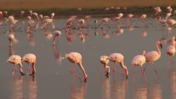 Flamencos Con Suave Luz Mañana — Vídeo de stock