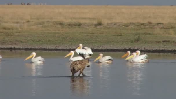 Hyena Walks Pelicans Hunting Mission — Stock Video