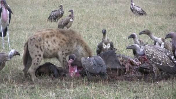 Hyena Dan Banyak Pemulung Berbagi Makanan Wildebeest — Stok Video