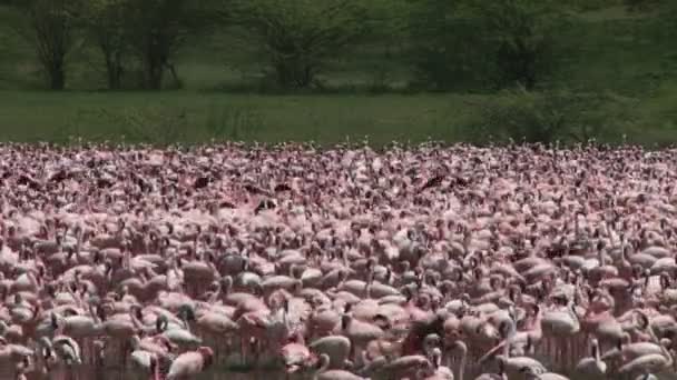 Μάζες Των Ροζ Φλαμίνγκο Στο Πλευρό Μιας Λίμνης — Αρχείο Βίντεο