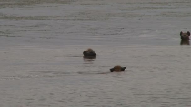 Tiga Hyena Menikmati Berenang Danau Amboseli Kenya — Stok Video