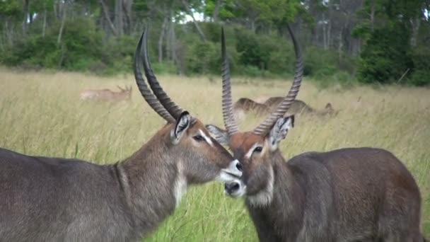 Wasserbock Männchen Erbitterten Kampf — Stockvideo