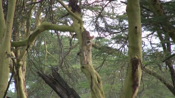 Lew Stojący Wysoko Pniu Drzewa Akacji — Wideo stockowe