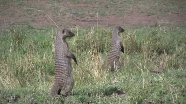 Pruhované Mongoose Stojící Zadních Nohou Aby Vidět Daleko — Stock video