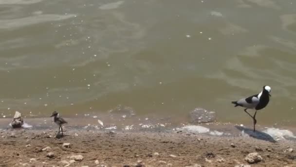 Plover Herrero Con Bebé Pequeño — Vídeos de Stock