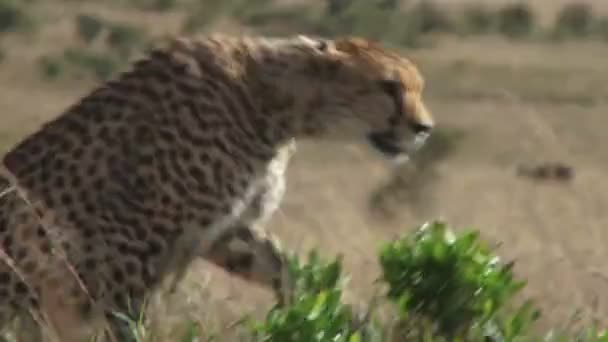 Cheetah Climbs Ant Hill Better Look Plains — Stock Video