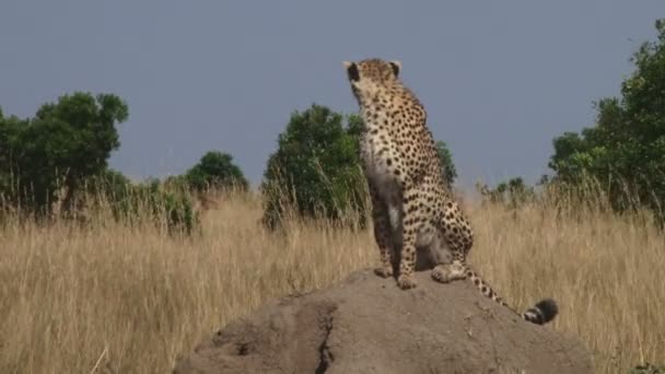 Cheetah Sitting Termite Hill Sees Running Antelopes Runs Them — Stock Video