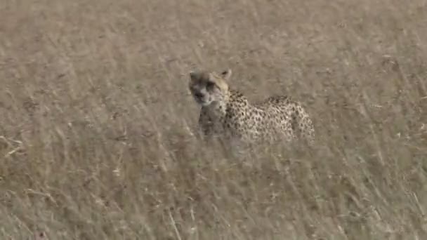 Gepard Som Går Genom Lång Och Torrt Gräs — Stockvideo