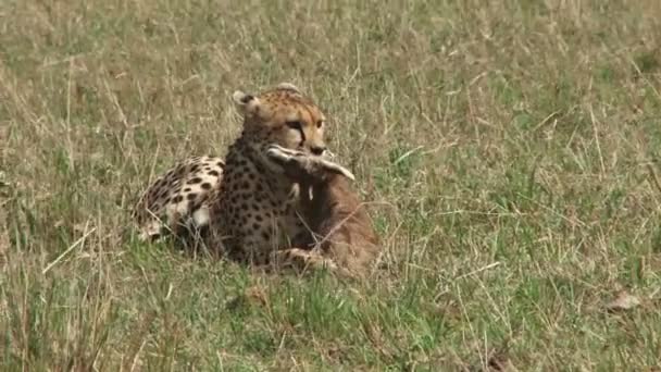 Cheetah Picks Her Kill Wals Away Shade — Stock Video