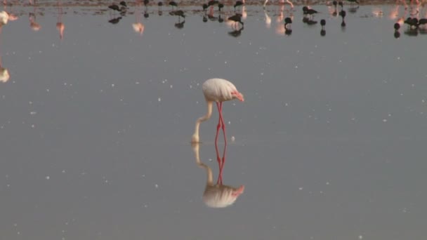 Flamingo Utfodring Med Tydlig Reflektion — Stockvideo