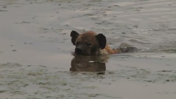 Hyena Swims Out Water Clear Reflection — Stock Video