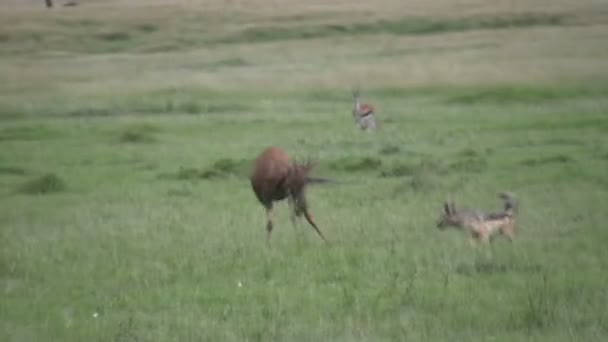 Un jeune topi tente de se défendre contre deux chacals qui le chassent. .