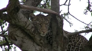 Bir leopar de gölgeli bir ağaçta dinlenme.