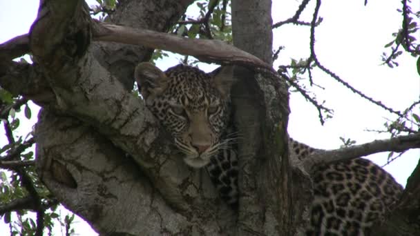 Leopard Resting Well Shaded Tree — Stock Video