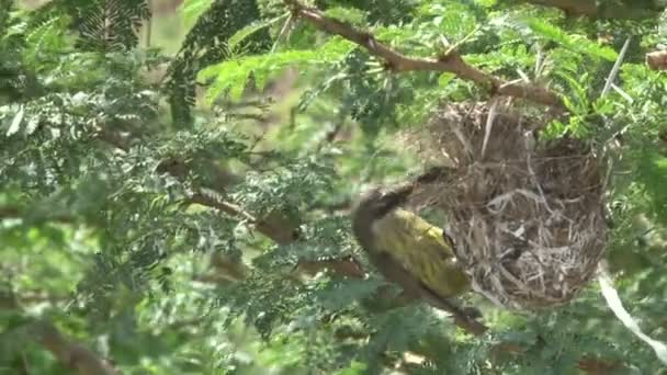 Bronze Sunbirds on flowers — Stock Video