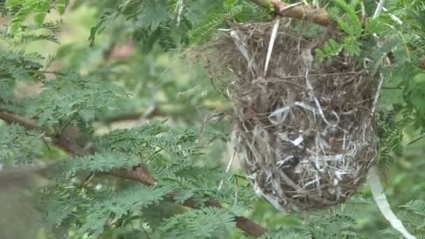 Bronze Sunbirds on flowers — Stock Video