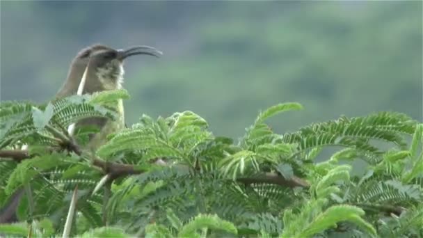 Bronzen Zonnevogels op bloemen — Stockvideo