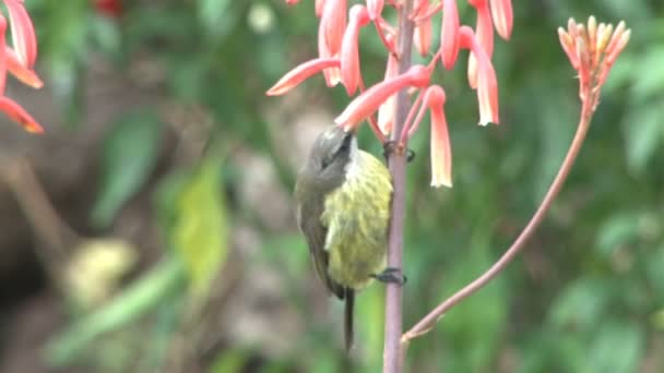 Brązowy Sunbirds na kwiatach — Wideo stockowe