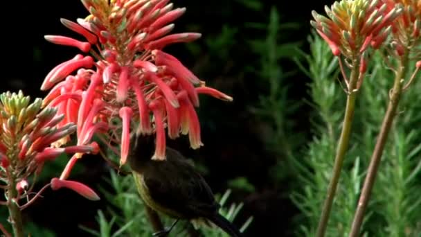 Bronze Sunbirds em flores — Vídeo de Stock