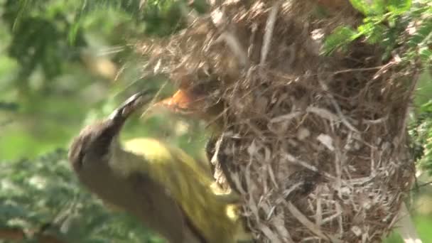 Brązowy Sunbirds na kwiatach — Wideo stockowe