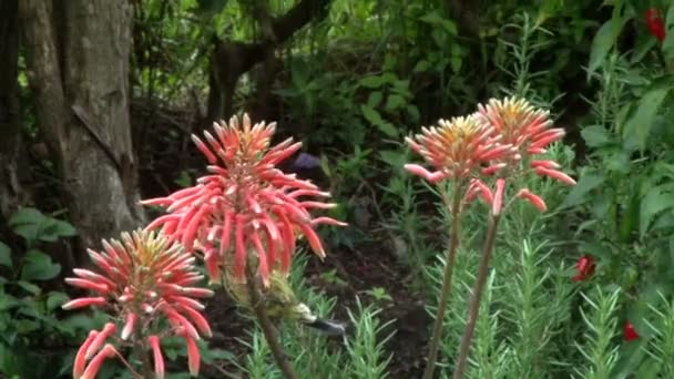 Brązowy Sunbirds na kwiatach — Wideo stockowe
