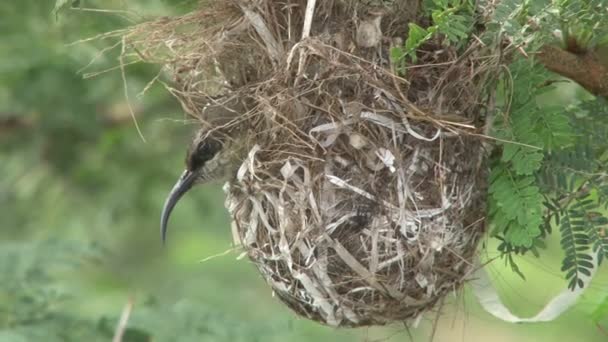 Brons Solfåglar på blommor — Stockvideo