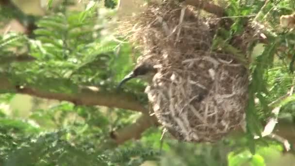 Bronze Sunbirds on flowers — Stock Video