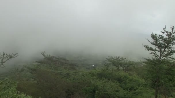 Una Niebla Pesada Cubre Arbusto Poco Tiempo — Vídeos de Stock