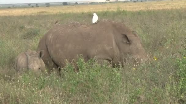 Noshörning Rör Sig Nära Mor Medan Bete — Stockvideo