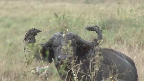 Búfalo Tentando Esconder Grama Com Lama Seus Chifres — Vídeo de Stock