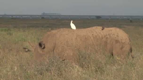 Rinoceronte Pastoreo Rodeado Por Una Bandada Aves Que Comen Insectos — Vídeos de Stock