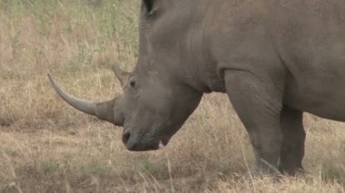  Bir gergedana bebeği katılır..