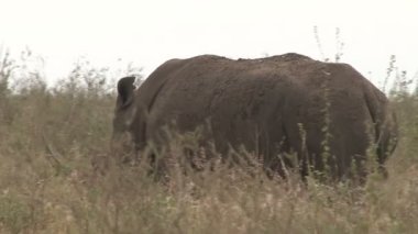  Kameradan uzaklaşan beyaz bir gergedan..