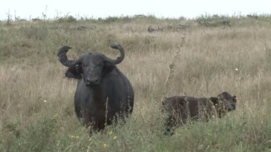 Uyanık bir bizon bebeğine göz kulak oluyor.