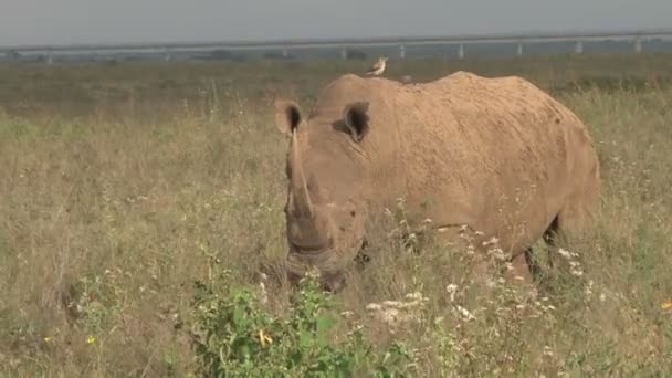 White Rhino Grazing Infront Newly Constructed Railroad Park — Stock Video